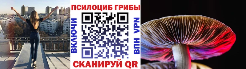 Галлюциногенные грибы Psilocybine cubensis  гидра маркетплейс  Бакал 